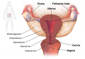 Common sites of Pelvic Inflammatory Disease